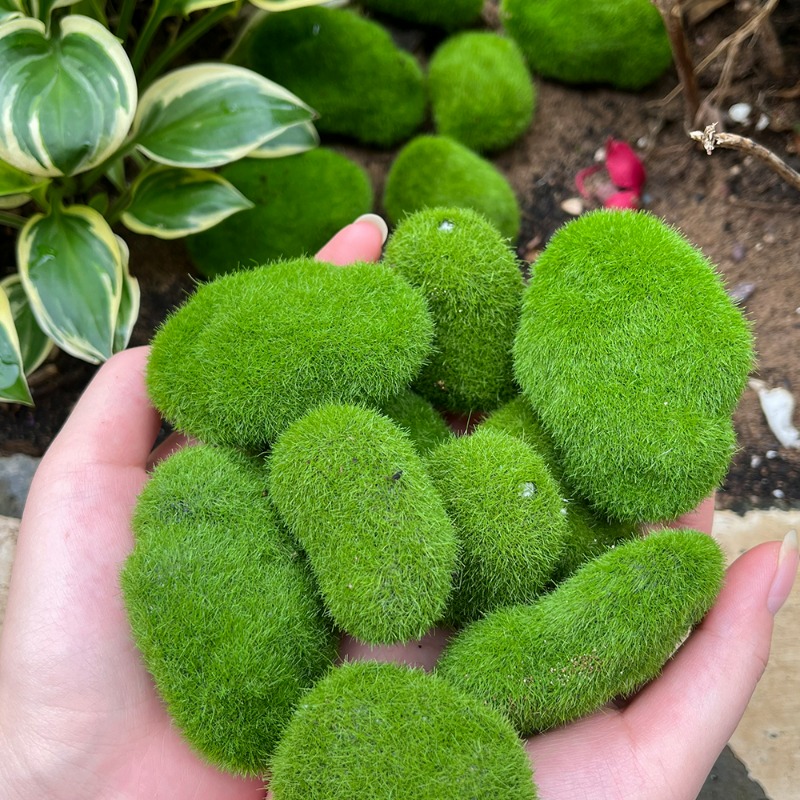 50/5 adet yapay köpük yosun ka - Terrarium Moss Art incelemesi ve fiyatı